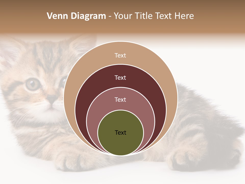 A Small Kitten Laying Down On A White Surface PowerPoint Template