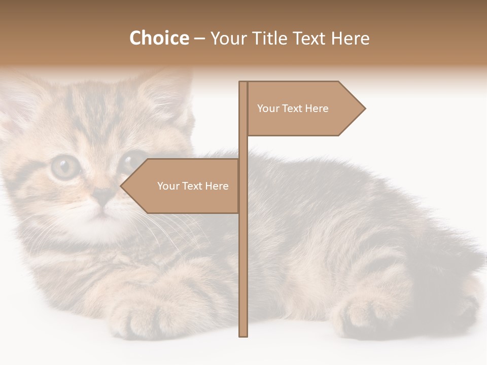 A Small Kitten Laying Down On A White Surface PowerPoint Template