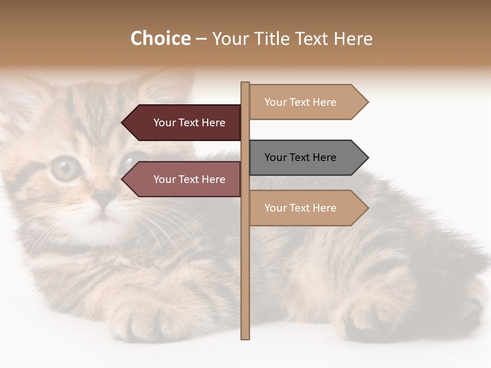 A Small Kitten Laying Down On A White Surface PowerPoint Template