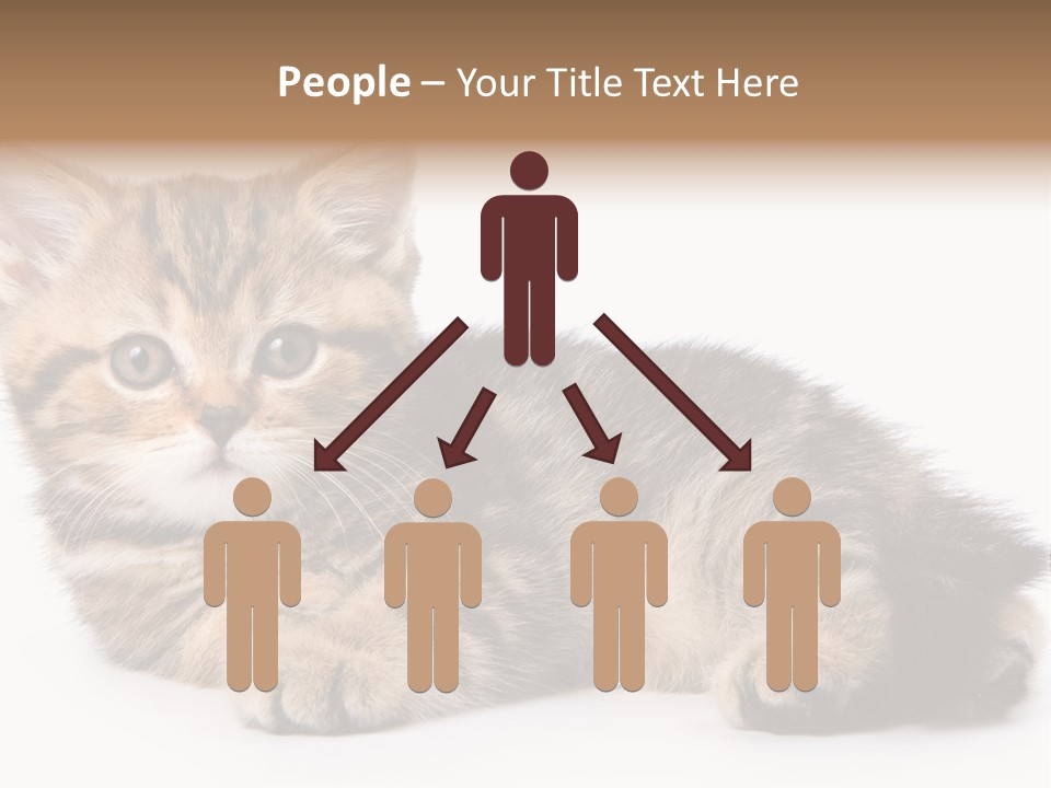 A Small Kitten Laying Down On A White Surface PowerPoint Template