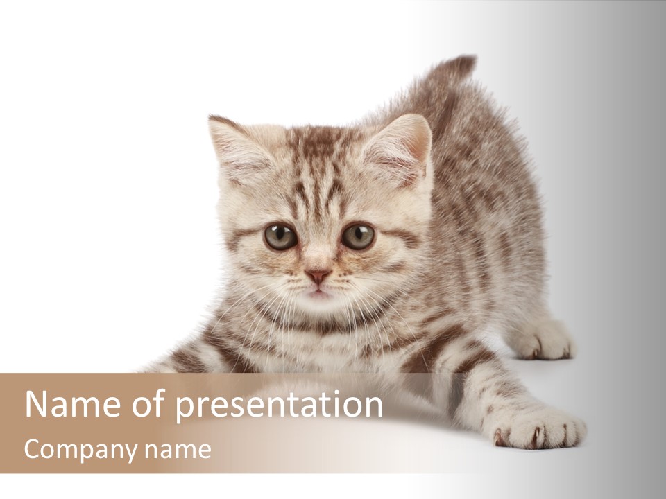 A Kitten Laying Down On The Ground With A White Background PowerPoint Template