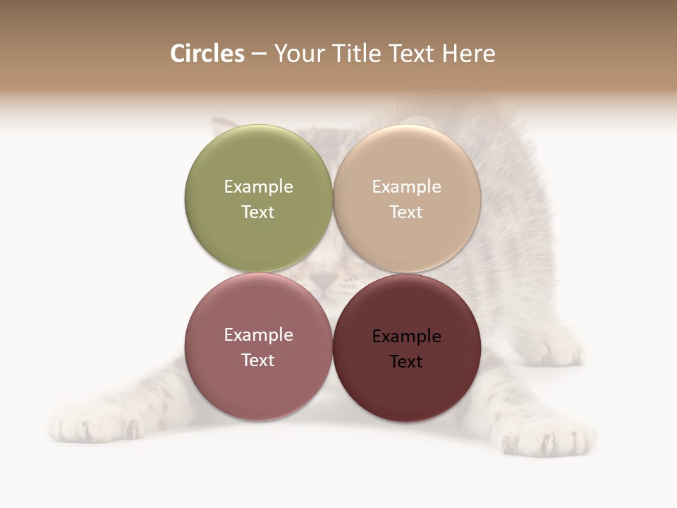 A Kitten Laying Down On The Ground With A White Background PowerPoint Template