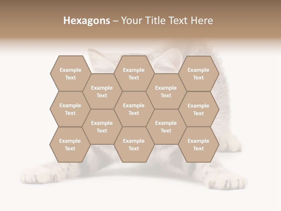 A Kitten Laying Down On The Ground With A White Background PowerPoint Template