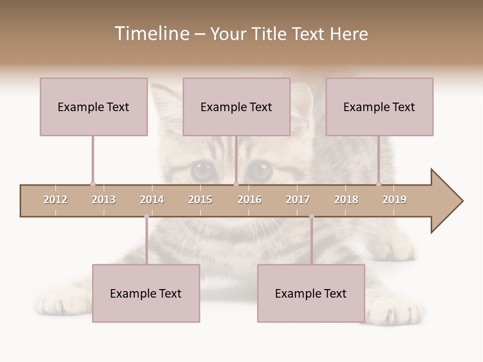 A Kitten Laying Down On The Ground With A White Background PowerPoint Template