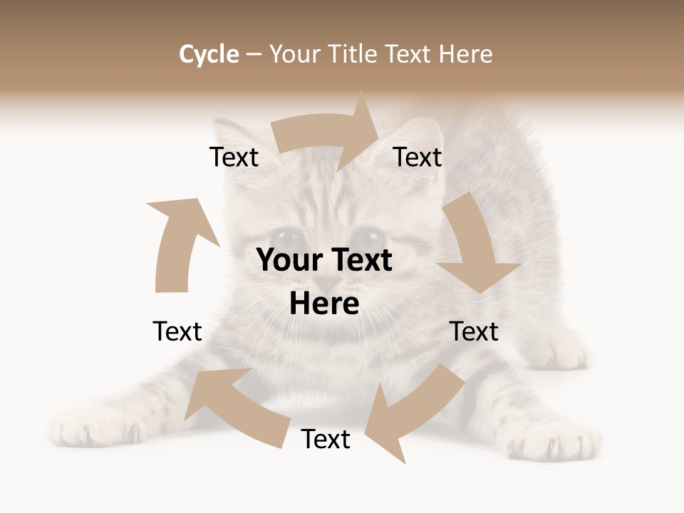 A Kitten Laying Down On The Ground With A White Background PowerPoint Template