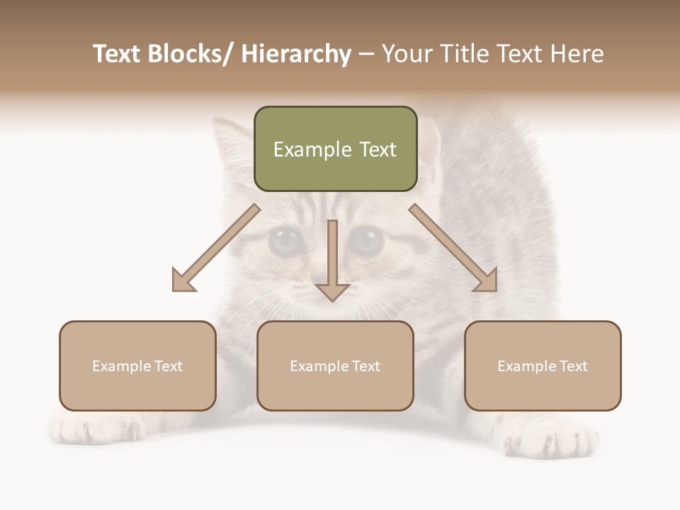 A Kitten Laying Down On The Ground With A White Background PowerPoint Template