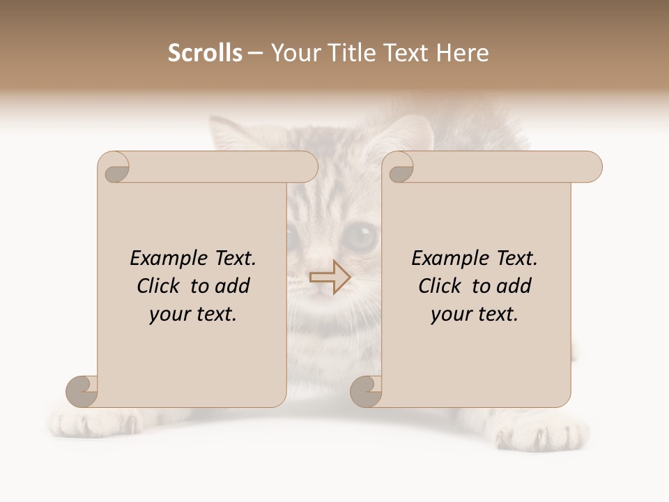 A Kitten Laying Down On The Ground With A White Background PowerPoint Template