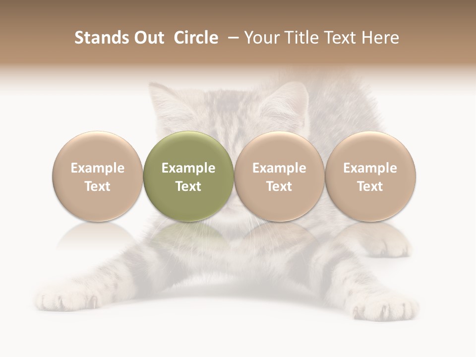 A Kitten Laying Down On The Ground With A White Background PowerPoint Template