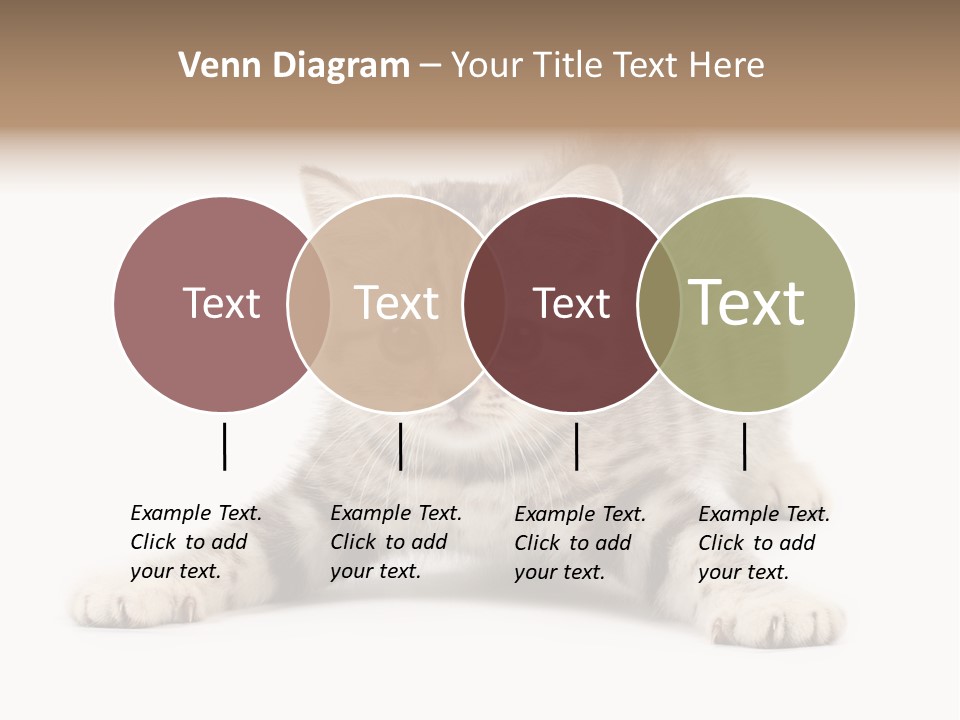 A Kitten Laying Down On The Ground With A White Background PowerPoint Template