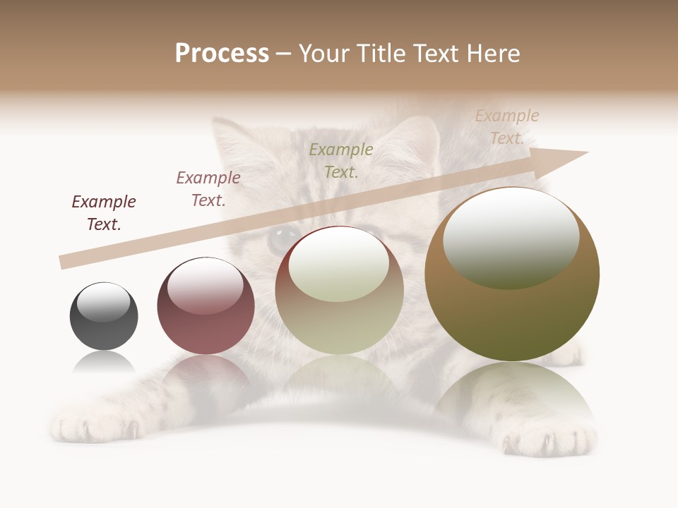 A Kitten Laying Down On The Ground With A White Background PowerPoint Template