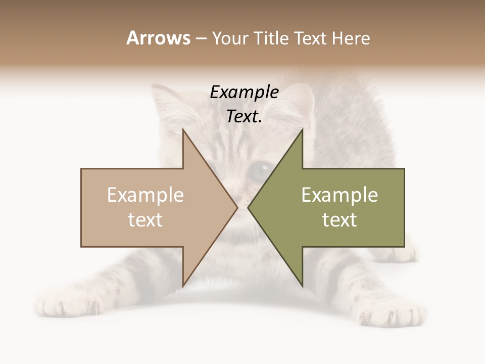 A Kitten Laying Down On The Ground With A White Background PowerPoint Template