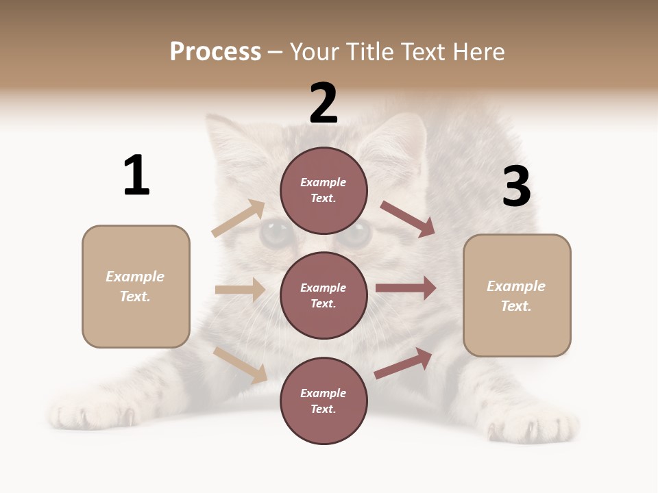 A Kitten Laying Down On The Ground With A White Background PowerPoint Template