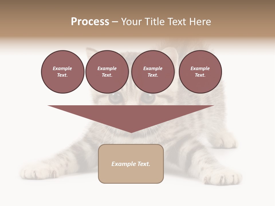 A Kitten Laying Down On The Ground With A White Background PowerPoint Template