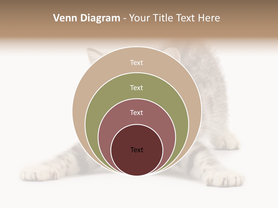 A Kitten Laying Down On The Ground With A White Background PowerPoint Template
