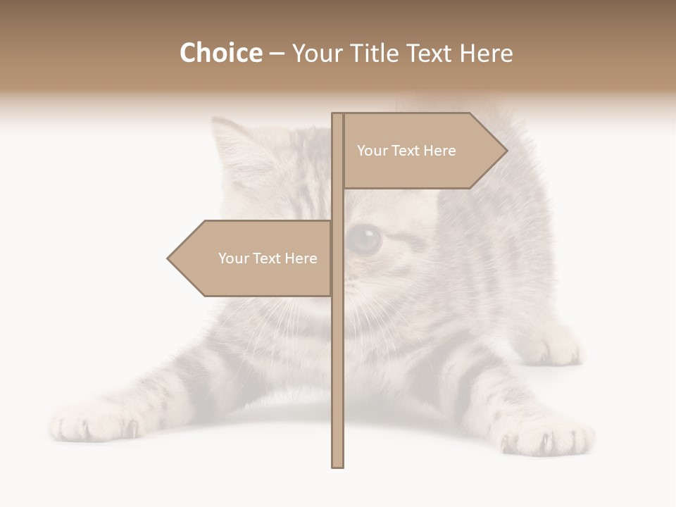 A Kitten Laying Down On The Ground With A White Background PowerPoint Template