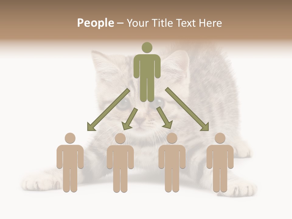 A Kitten Laying Down On The Ground With A White Background PowerPoint Template