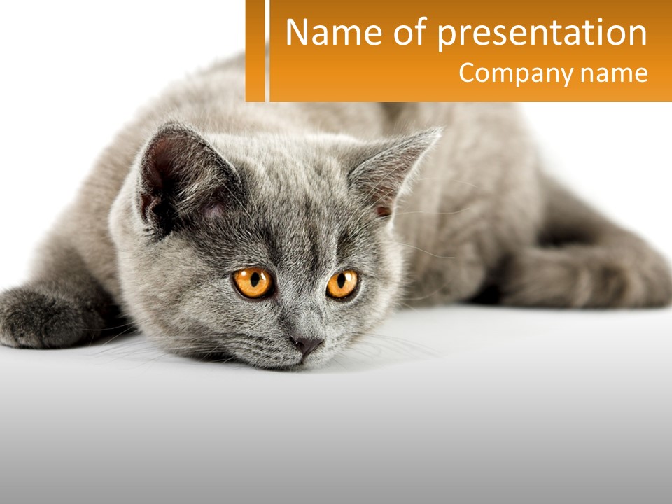 A Gray Cat Laying Down On A White Surface PowerPoint Template