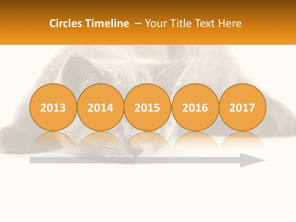 A Gray Cat Laying Down On A White Surface PowerPoint Template