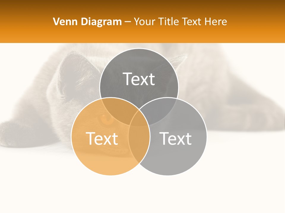 A Gray Cat Laying Down On A White Surface PowerPoint Template