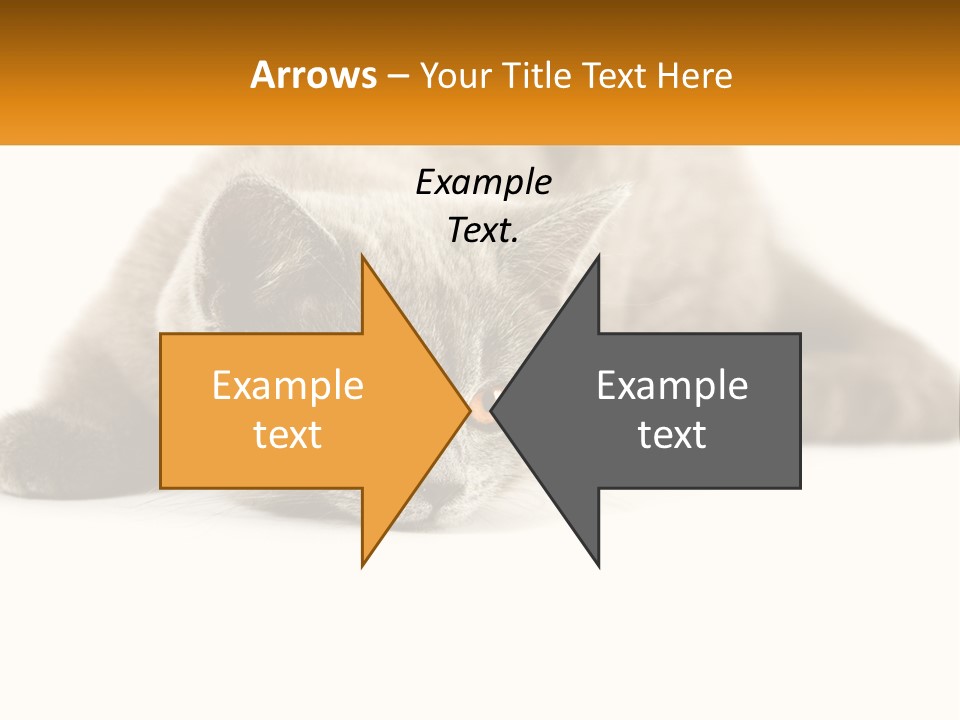 A Gray Cat Laying Down On A White Surface PowerPoint Template