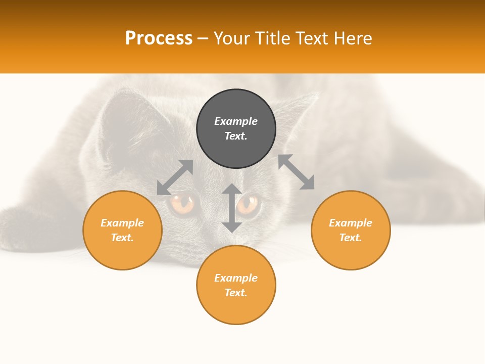 A Gray Cat Laying Down On A White Surface PowerPoint Template