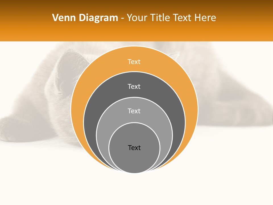 A Gray Cat Laying Down On A White Surface PowerPoint Template