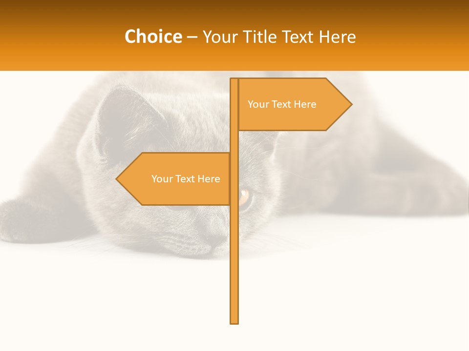 A Gray Cat Laying Down On A White Surface PowerPoint Template