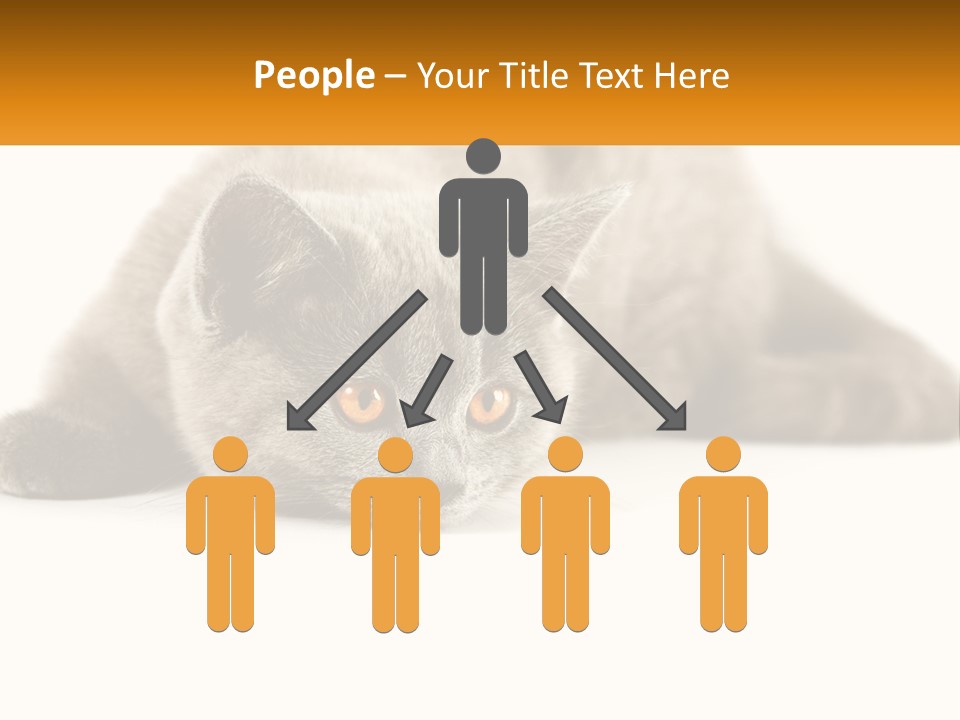 A Gray Cat Laying Down On A White Surface PowerPoint Template