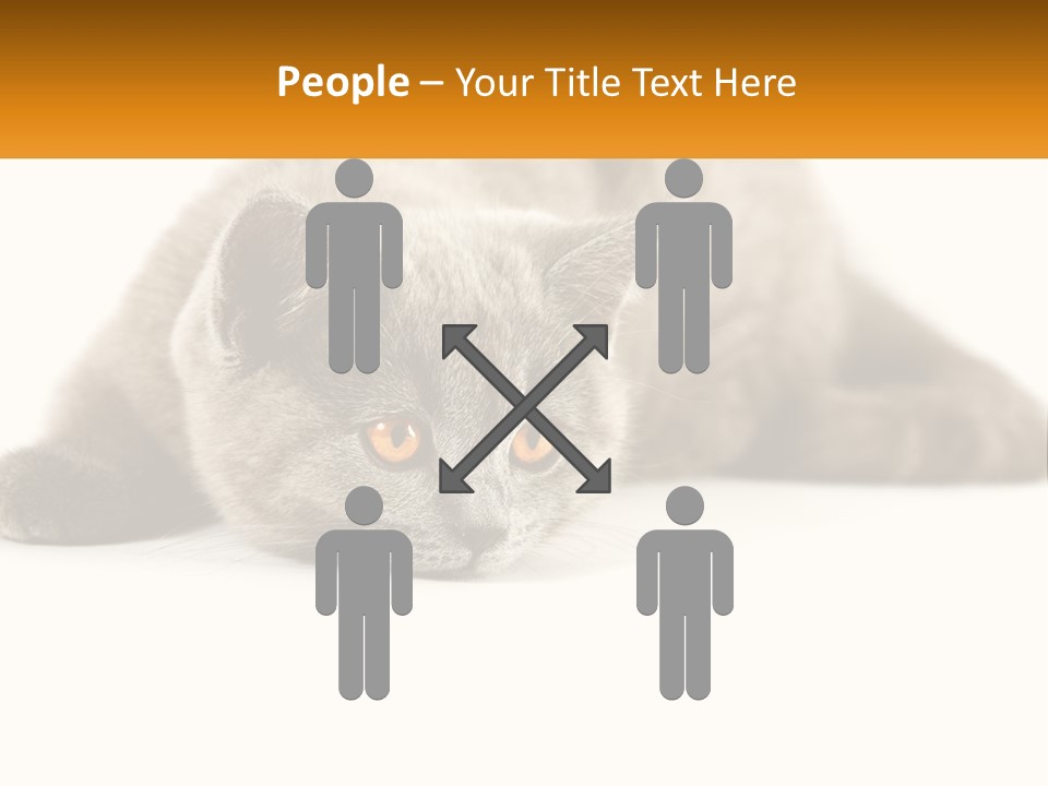 A Gray Cat Laying Down On A White Surface PowerPoint Template