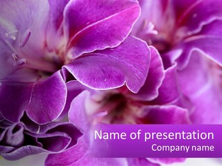 A Bunch Of Purple Flowers On A White Surface PowerPoint Template