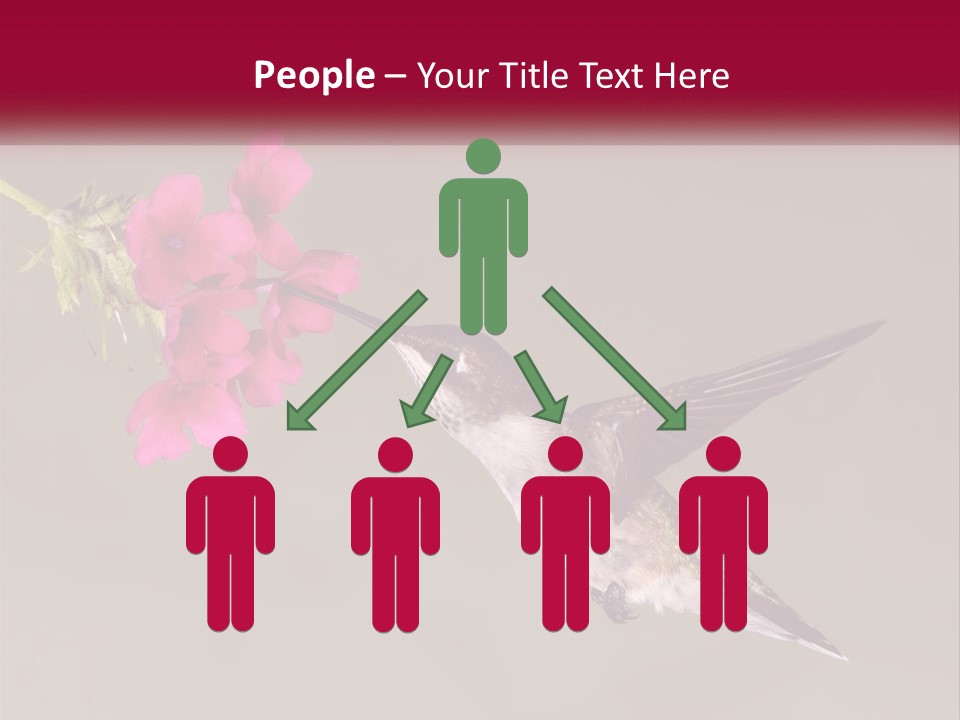 A Hummingbird With A Pink Flower In Its Beak PowerPoint Template