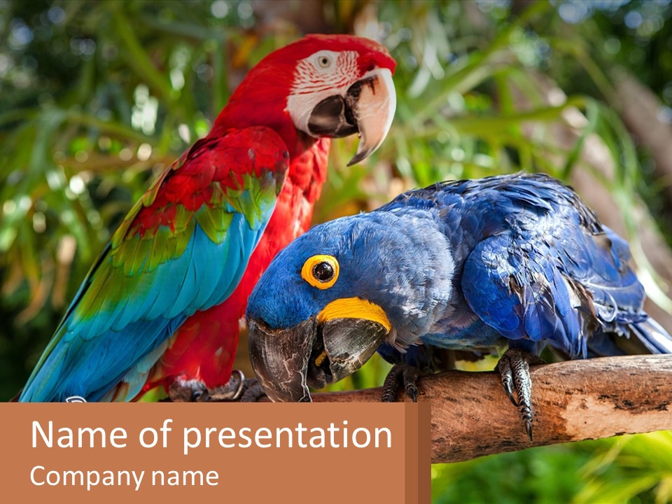 Two Colorful Parrots Are Sitting On A Tree Branch PowerPoint Template
