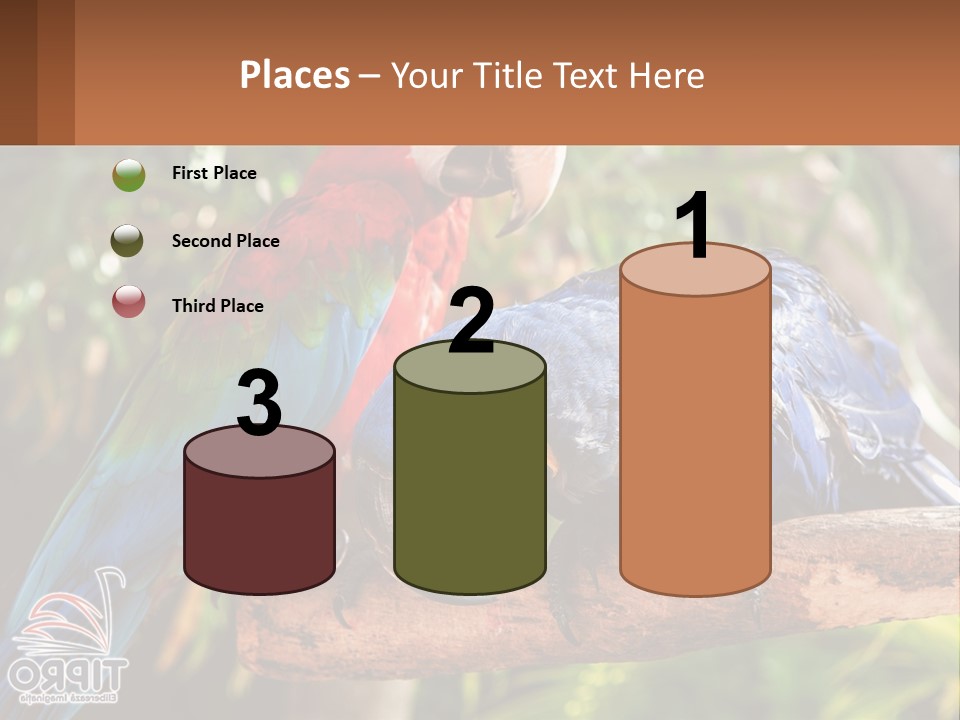 Two Colorful Parrots Are Sitting On A Tree Branch PowerPoint Template