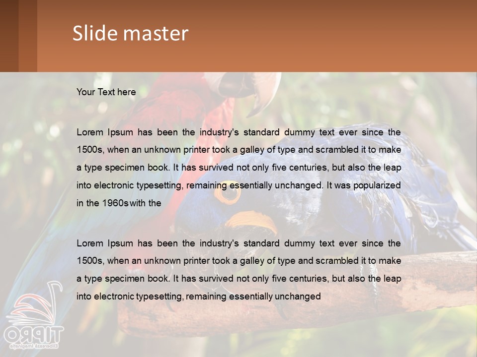 Two Colorful Parrots Are Sitting On A Tree Branch PowerPoint Template