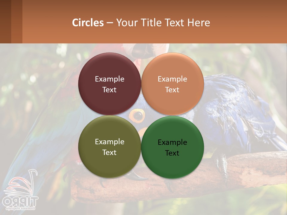 Two Colorful Parrots Are Sitting On A Tree Branch PowerPoint Template