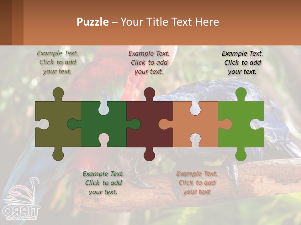 Two Colorful Parrots Are Sitting On A Tree Branch PowerPoint Template