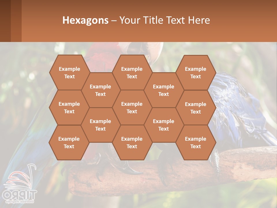 Two Colorful Parrots Are Sitting On A Tree Branch PowerPoint Template