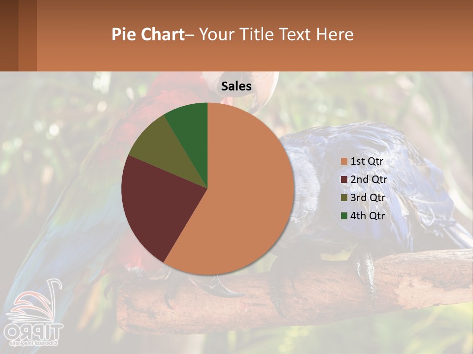 Two Colorful Parrots Are Sitting On A Tree Branch PowerPoint Template