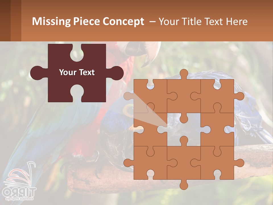 Two Colorful Parrots Are Sitting On A Tree Branch PowerPoint Template