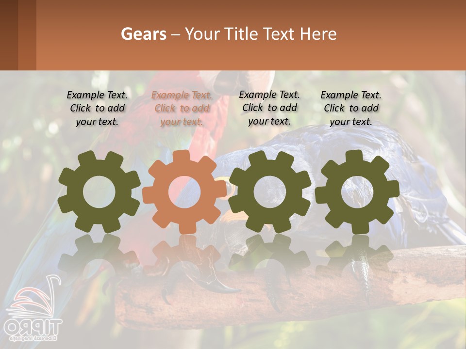 Two Colorful Parrots Are Sitting On A Tree Branch PowerPoint Template