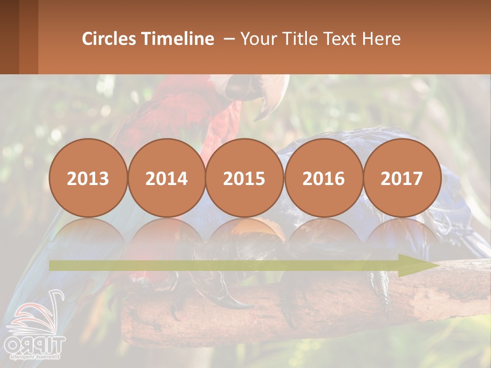 Two Colorful Parrots Are Sitting On A Tree Branch PowerPoint Template