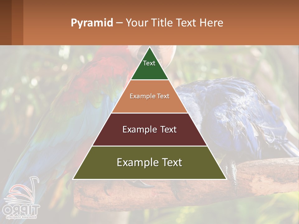 Two Colorful Parrots Are Sitting On A Tree Branch PowerPoint Template