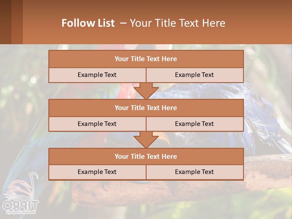 Two Colorful Parrots Are Sitting On A Tree Branch PowerPoint Template