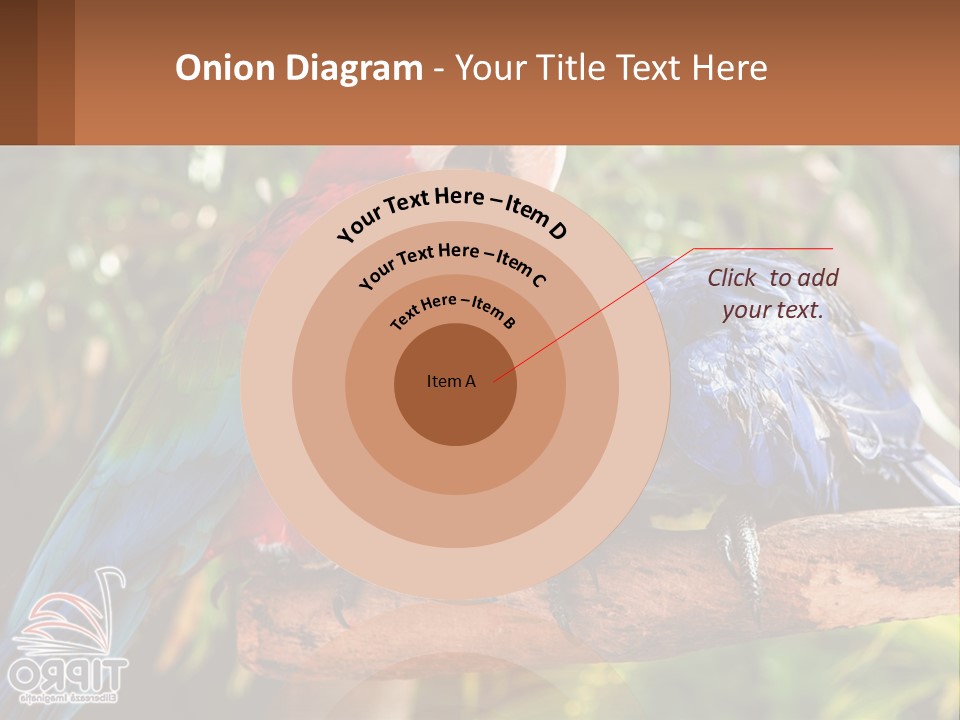 Two Colorful Parrots Are Sitting On A Tree Branch PowerPoint Template