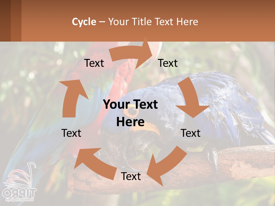 Two Colorful Parrots Are Sitting On A Tree Branch PowerPoint Template