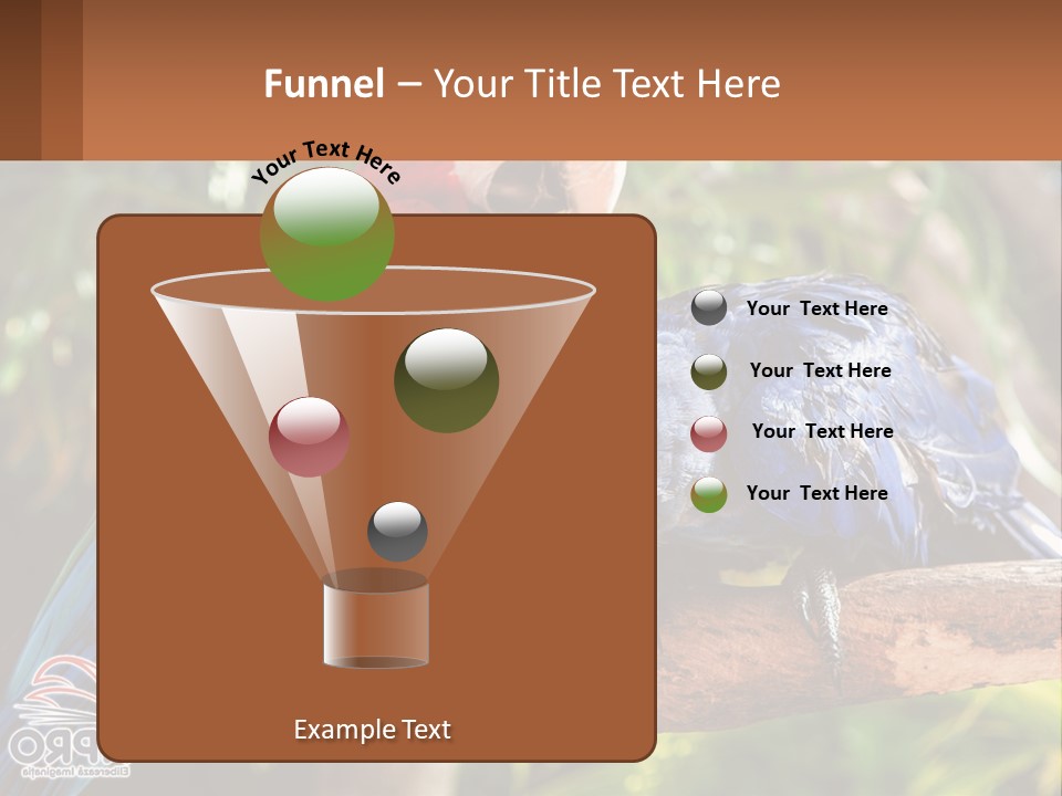 Two Colorful Parrots Are Sitting On A Tree Branch PowerPoint Template