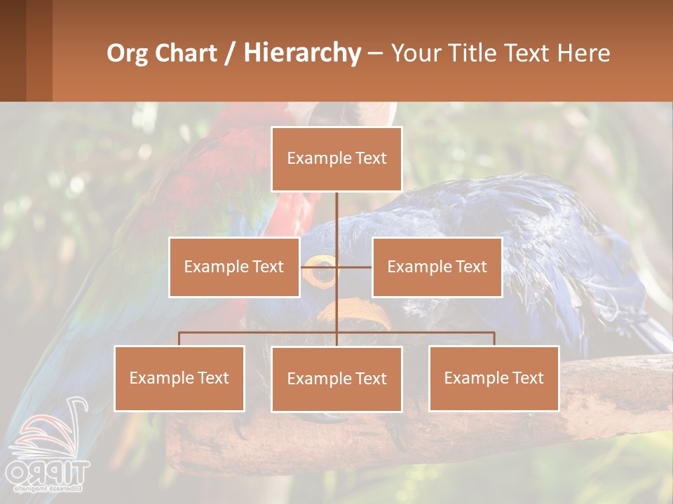 Two Colorful Parrots Are Sitting On A Tree Branch PowerPoint Template