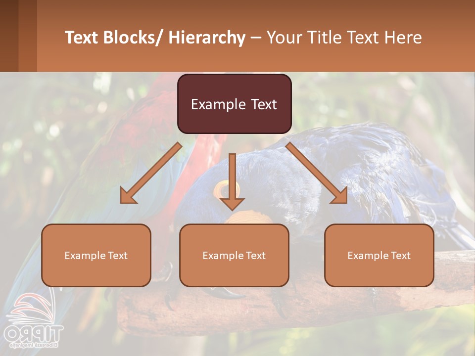 Two Colorful Parrots Are Sitting On A Tree Branch PowerPoint Template