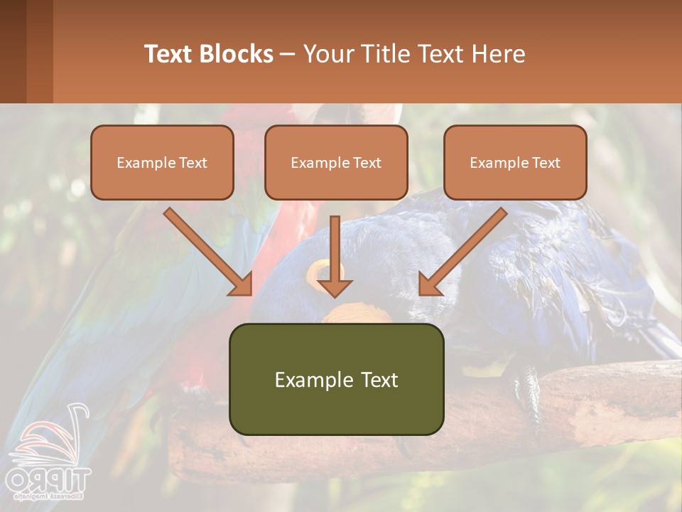Two Colorful Parrots Are Sitting On A Tree Branch PowerPoint Template