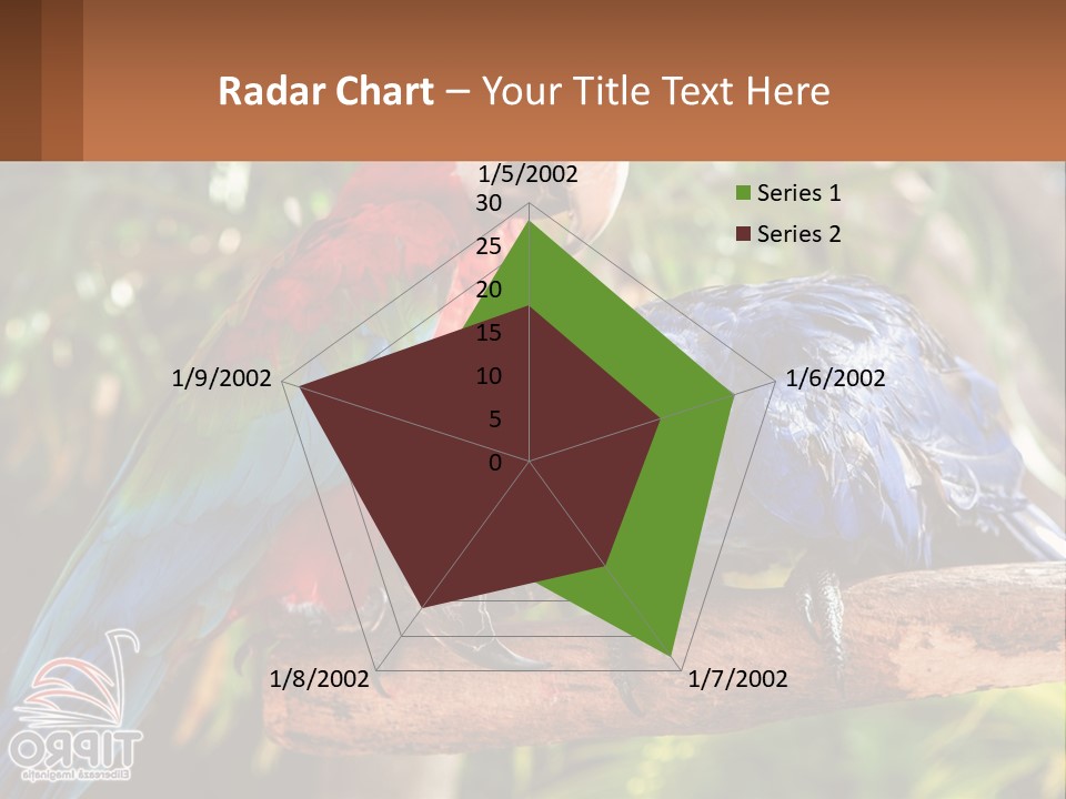 Two Colorful Parrots Are Sitting On A Tree Branch PowerPoint Template